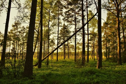 outdoor nature sunset