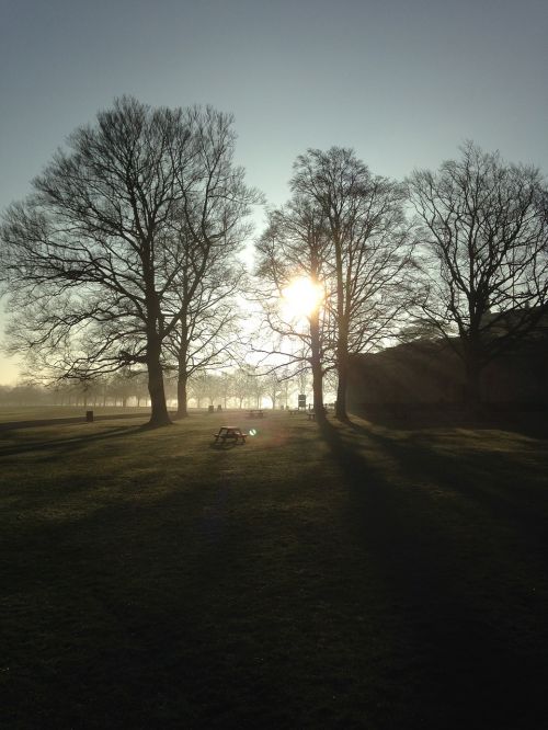 outdoor tree silhouette