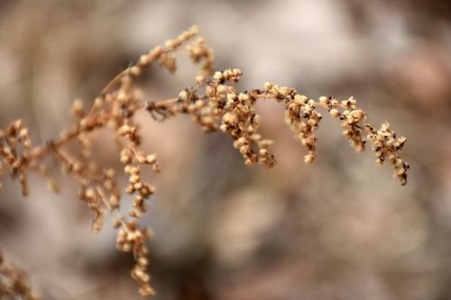 outdoor nature winter