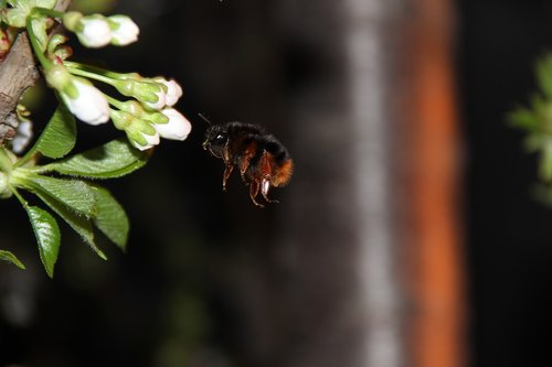 outdoor  insect  nature