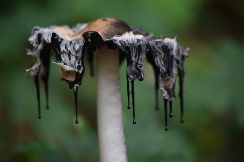 outdoor  mushroom  nature