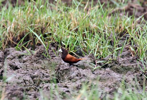 outdoor  bird  chestnut