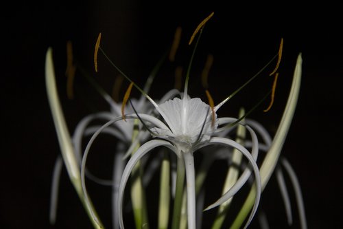 outdoor  flower  blooming