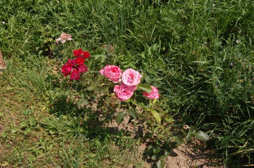 outdoor grass nature