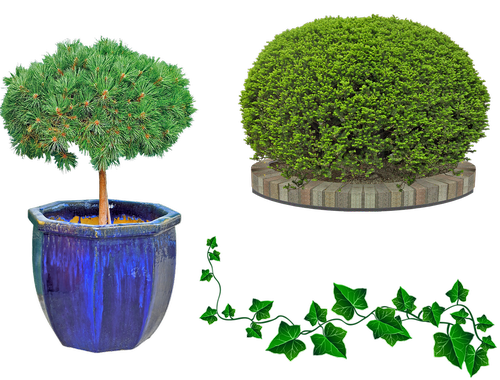 outdoor plants  shrub  ivy