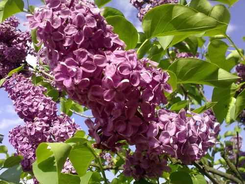 outdoors light purple lilac