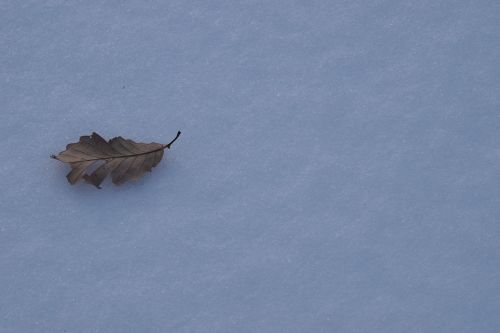 outdoors nature snow