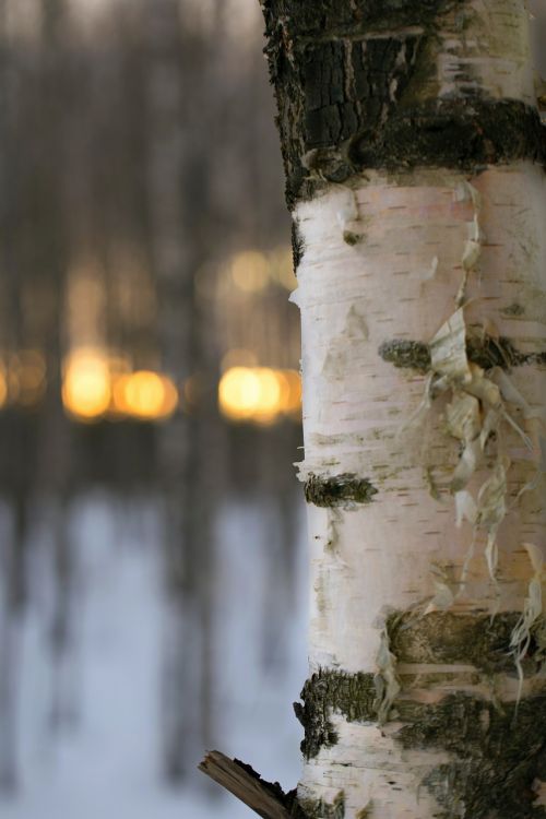 outdoors tree wood