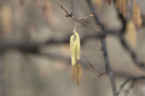 outdoors  nature  tree