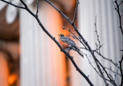 outdoors  nature  bird