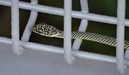 outdoors  wild  snake