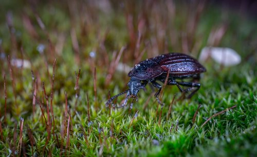 outdoors  nature  insect