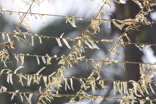 outdoors  winter  flora