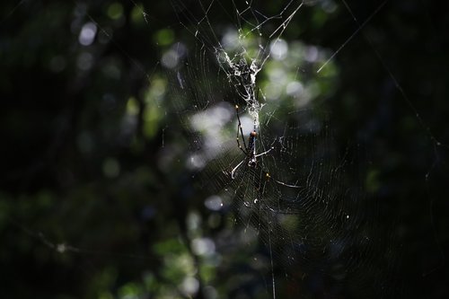 outdoors  spider  nature