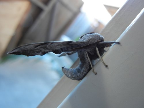 outdoors  wing  moth