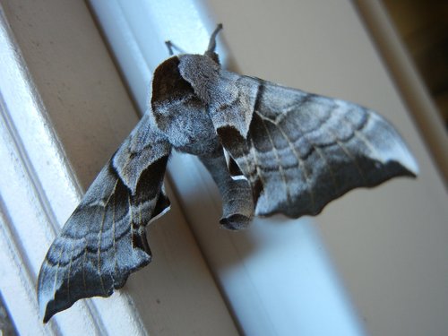 outdoors  wing  moth