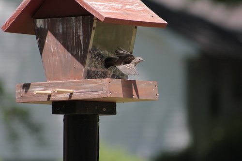 outdoors  bird  birdhouse