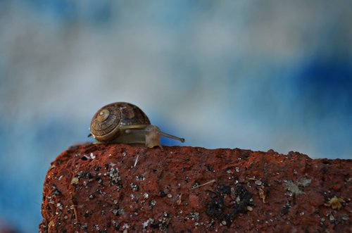 outdoors  animals