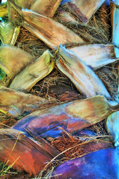 Outer Leaves Of Corn Cobs