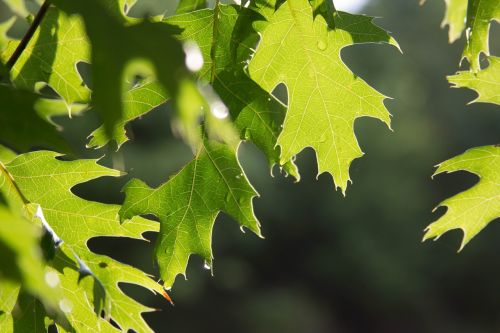 outside tree nature