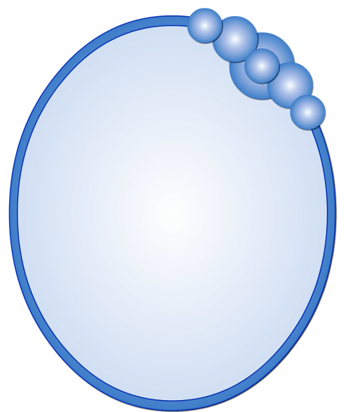 oval blue frame