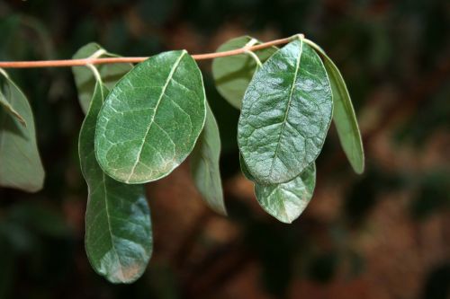 Oval Green Leaves