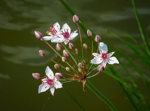 over the river oder  flower water  nature
