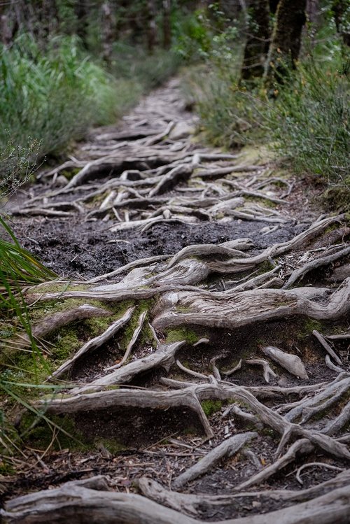 overland track  tasmania  national park