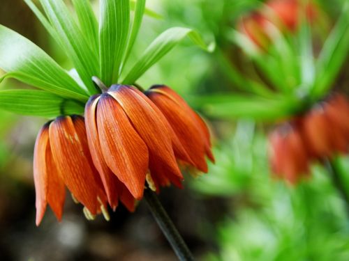 overturned tulips flower nature