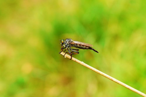 łowczak bluish  female  muchówki