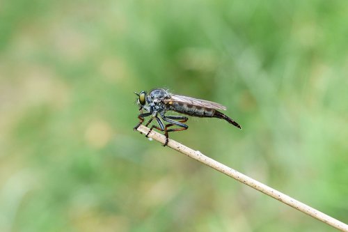 łowczak bluish  female  muchówki