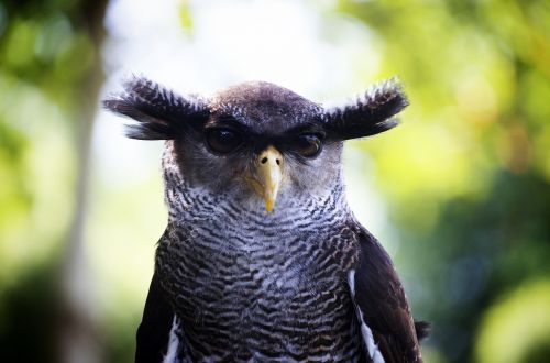 owl close up bird