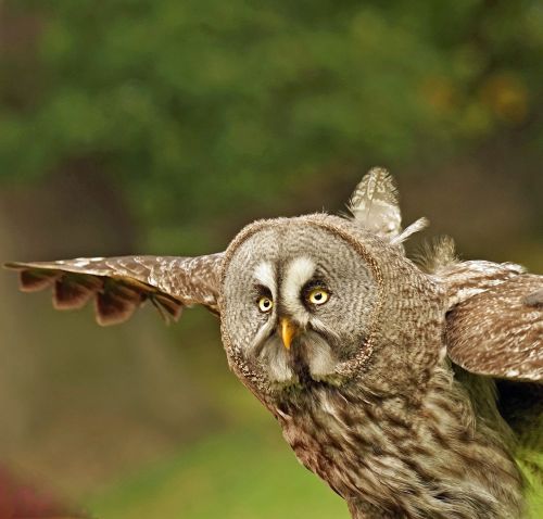 owl eagle owl close