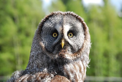 owl surprised bird