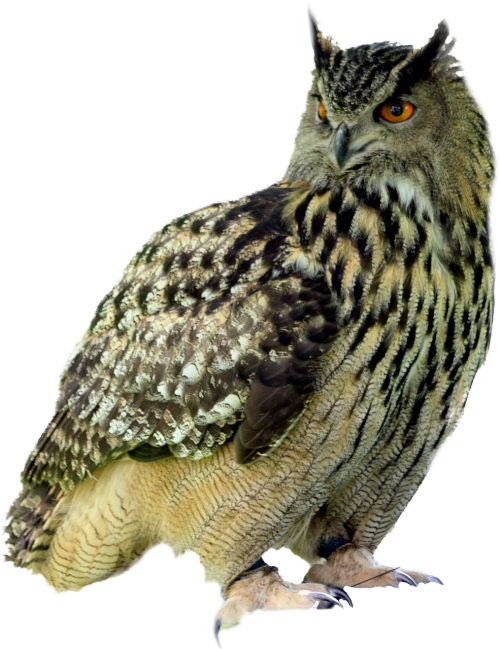 owl bird night
