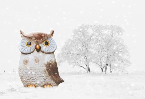 owl winter snow