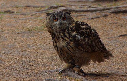 owl eagle owl bird