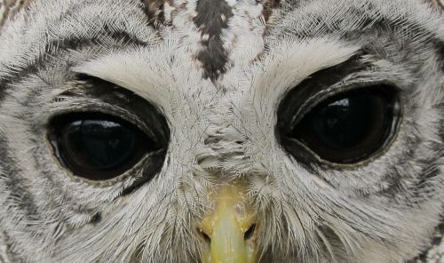 owl eyes animals