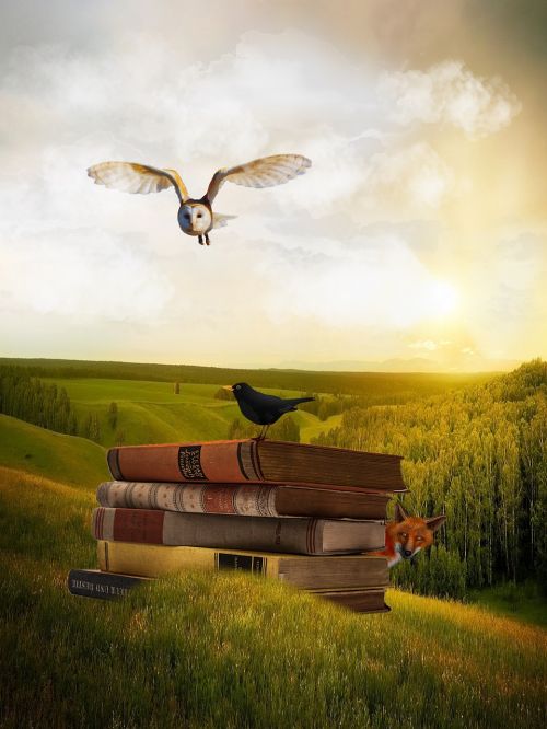 owl books blackbird