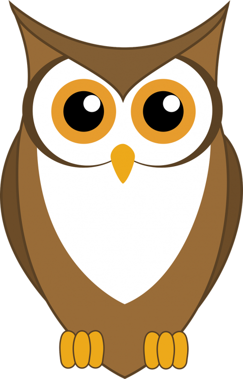 owl animal wildlife