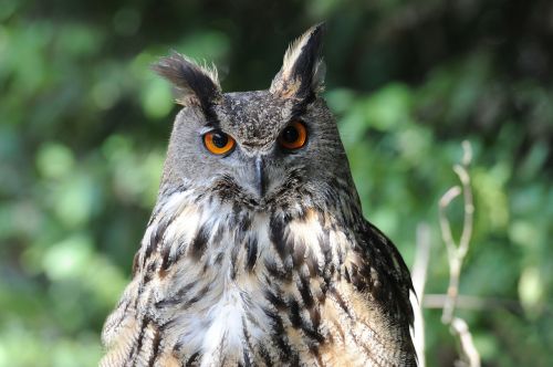 owl nature eyes