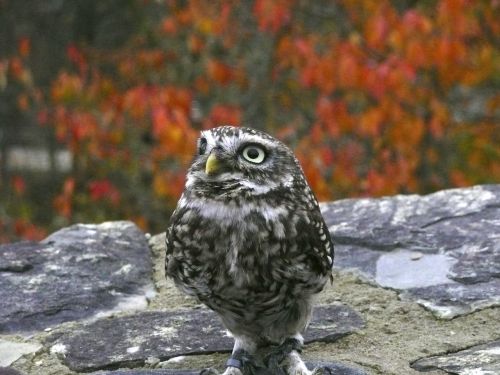 owl bird predator