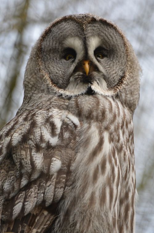 owl screech owl bird
