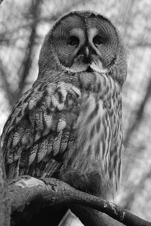 owl screech owl bird