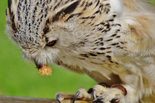 owl wildpark poing bird