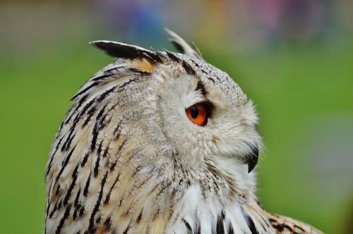 owl wildpark poing bird