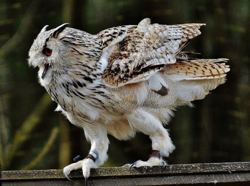 owl wildpark poing bird