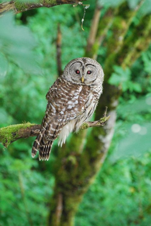 owl wildlife animal