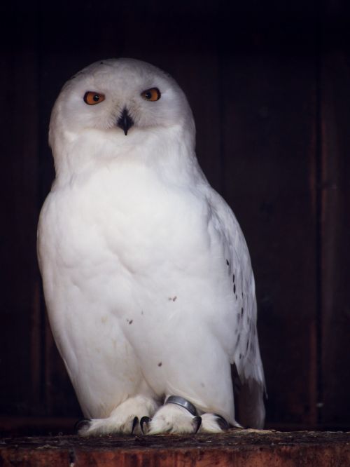 owl snowy owl nocturnal