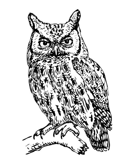owl screech owl art
